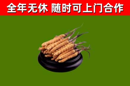 红河回收散虫草