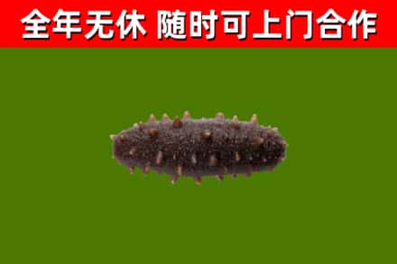 红河回收海参干